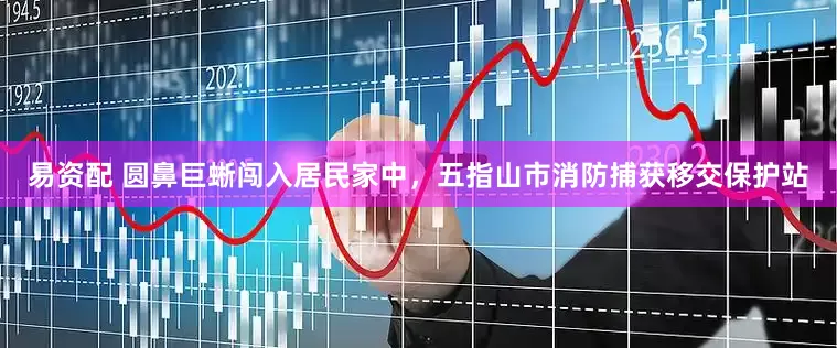 易资配 圆鼻巨蜥闯入居民家中，五指山市消防捕获移交保护站